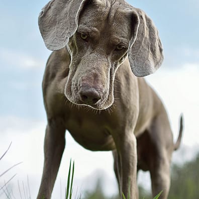 Weimaraner - Dog of the Day Fun Fact