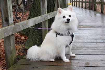 American Eskimo - Dog of the Day Fun Fact