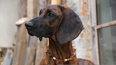 Bloodhound - Dog of the Day Fun Fact