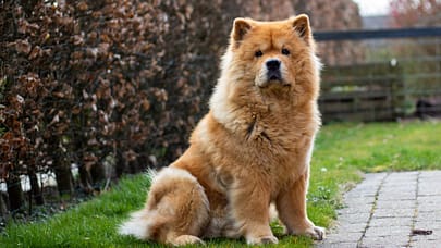 Chow Chow - Dog of the Day Fun Fact