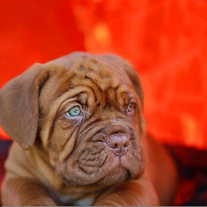 Dogue de Bordeau - Dog of the Day Fun Fact