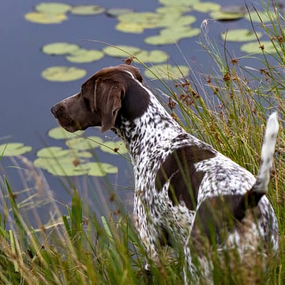 German Shorthaired Pointer - Dog of the Day Fun Fact