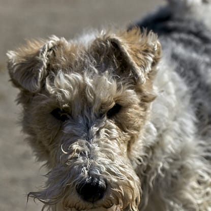 Fox Terrier - Dog of the Day Fun Fact