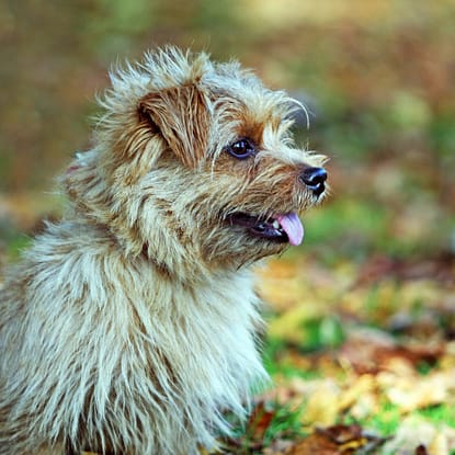 Norfolk Terrier - Dog of the Day Fun Fact