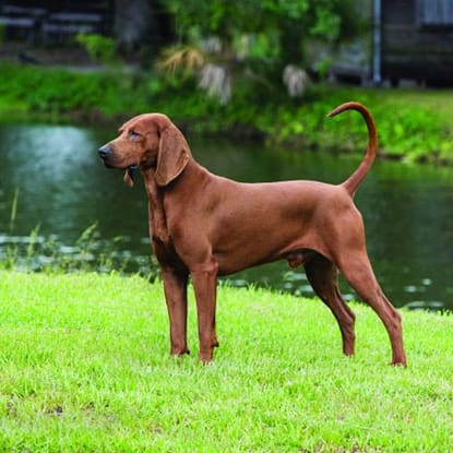 Redbone Coonhound - Dog of the Day Fun Fact