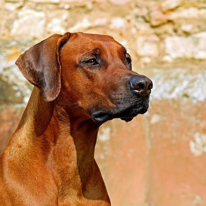 Rhodesian Ridgeback - Dog of the Day Fun Fact