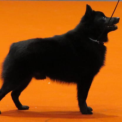 Por Томасина - Trabajo propio, CC BY-SA 3.0, https://commons.wikimedia.org/w/index.php?curid=29849151 Schipperke - Dog of the Day Fun Fact