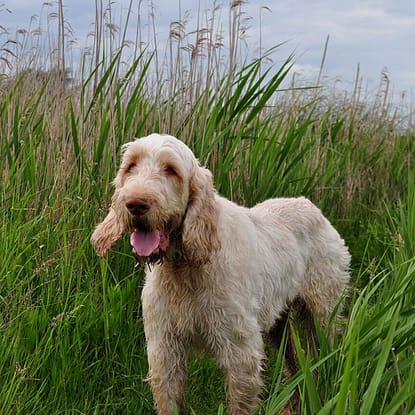 PHOTO: https://commons.wikimedia.org/wiki/File:Spinone_Italiano.jpg">Caroline Granycome</a>, <a href="https://creativecommons.org/licenses/by-sa/2.0">CC BY-SA 2.0</a>, via Wikimedia Commons Spinone Italiano - Dog of the Day Fun Fact