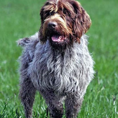 Wirehaired Pointing Griffons - Dog of the Day Fun Fact