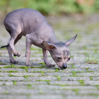 Xoloitzcuintli - Dog of the Day Fun Fact