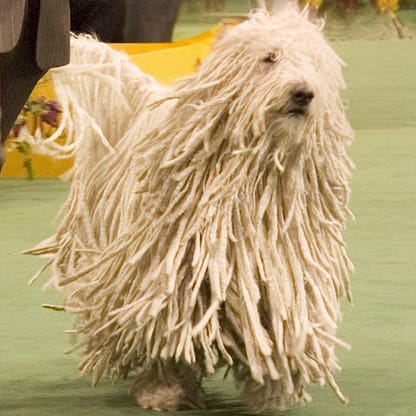 Photo taken by Flickr user whartonds. Edit (cropped) by Pharaoh Hound. - Image:Komondor Westminster Dog Show.jpg, CC BY-SA 2.5, https://commons.wikimedia.org/w/index.php?curid=1749321 Komondor - Dog of the Day Fun Fact