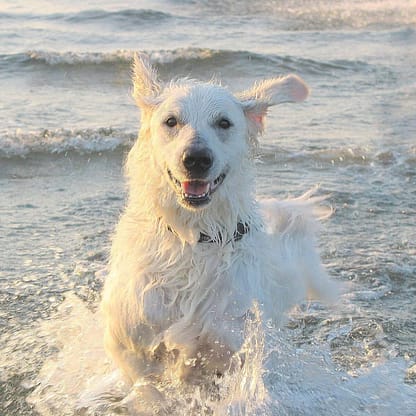 Kuvasz - Dog of the Day Fun Fact