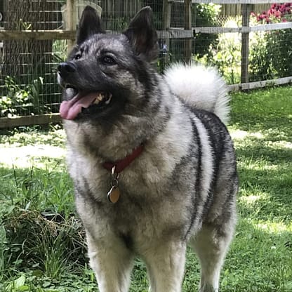 By HawkNightingale175 - Own work, CC BY 4.0, https://commons.wikimedia.org/w/index.php?curid=143940750 Norwegian Elkhound - Dog of the Day Fun Fact