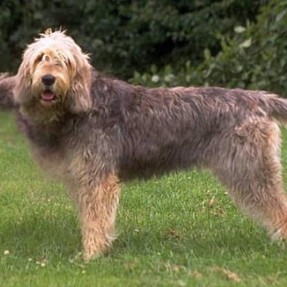 Otterhound - Dog of the Day Fun Fact