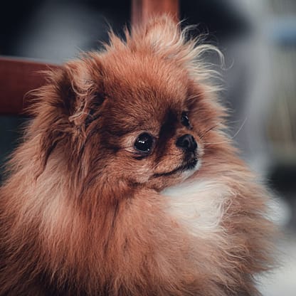 Pekingese - Dog of the Day Fun Fact