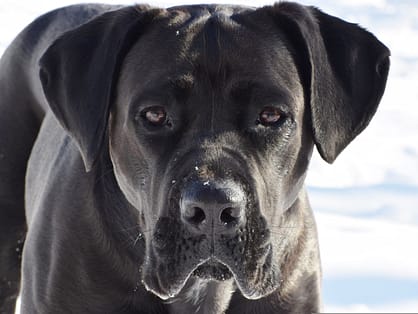 Cane Corso - Dog of the Day Fun Fact