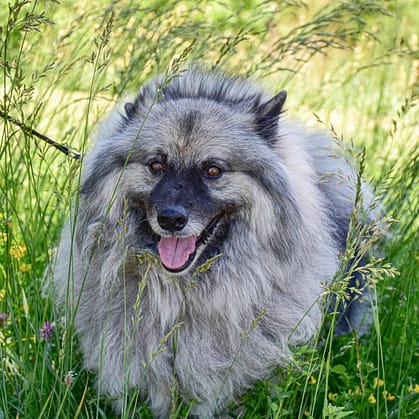 Keeshond - Dog of the Day Fun Fact