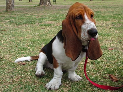 BassetHound - Dog of the Day Fun Fact