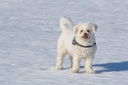 Bichon Frise - Dog of the Day Fun Fact