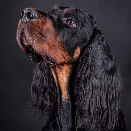 Gordon Setter - Dog of the Day Fun Fact