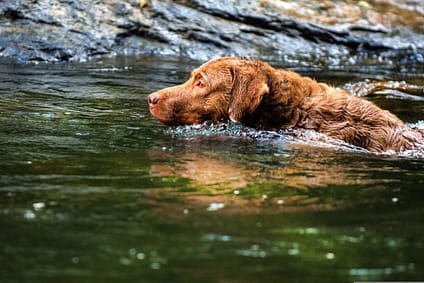 Chesapeake Bay Retriever - Dog of the Day Fun Fact