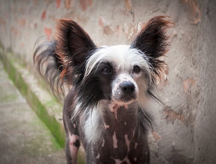 Chinese Crested - Dog Fun Fact of the Day