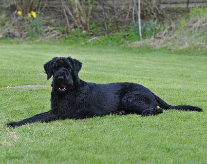 Giant Schanuzer - Dog of the Day Fun Fact