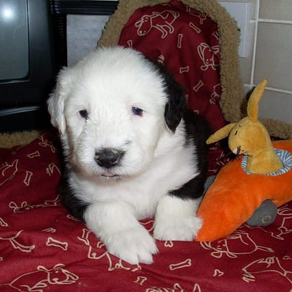 Old English Sheepdog - Dog of the Day Fun Fact
