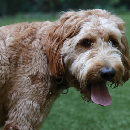 Mini Goldendoodle - Dog of the Day Fun Fact