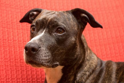 American Staffordshire Terrier - Dog of the Day Fun Fact