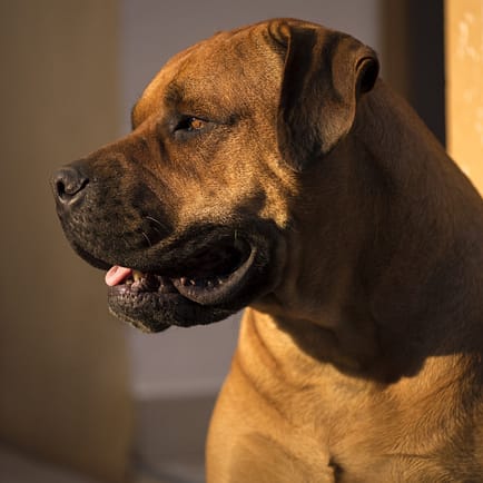 Boerboel - Dog of the Day Fun Fact