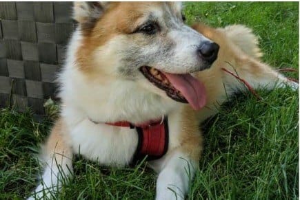Icelandic dog, pet sitting
