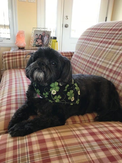 A Shih Tzu/poodle cross, house sitting, house sitting experiences