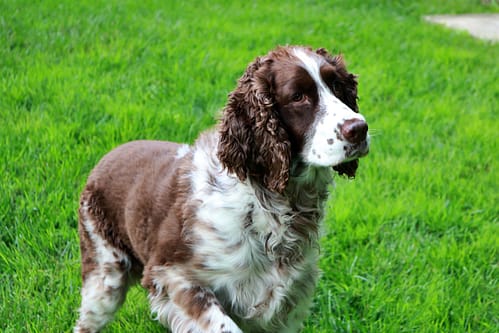 English Springer Spaniel