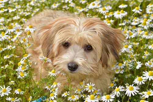 Havanese, flowers, grass