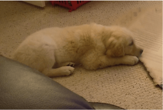 puppy lying down