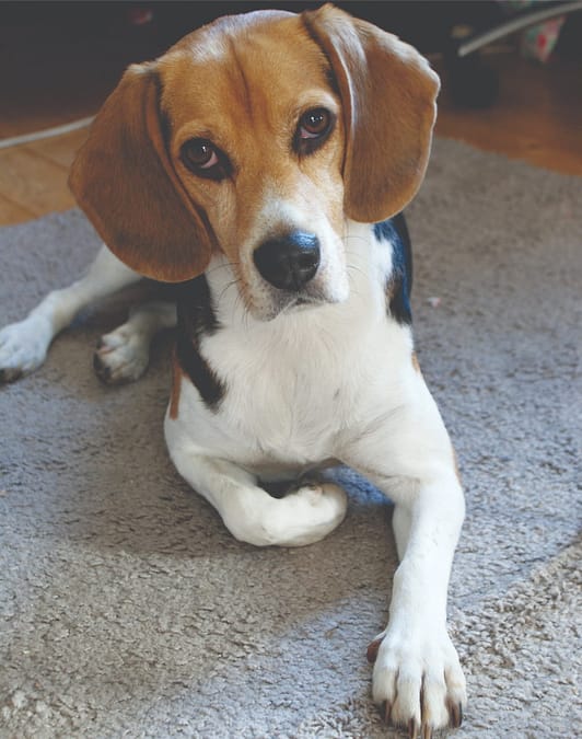 Beagle