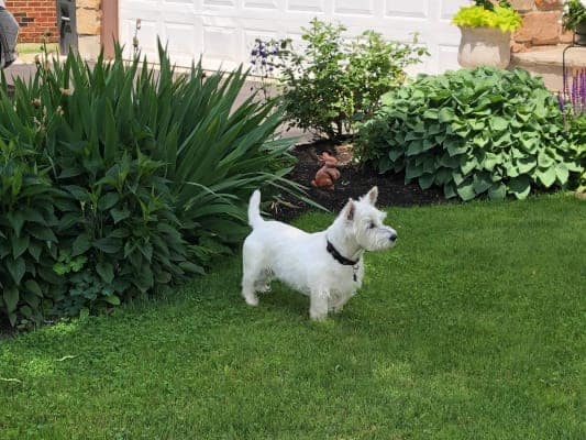 Highland Terrier, house sitting in Toronto