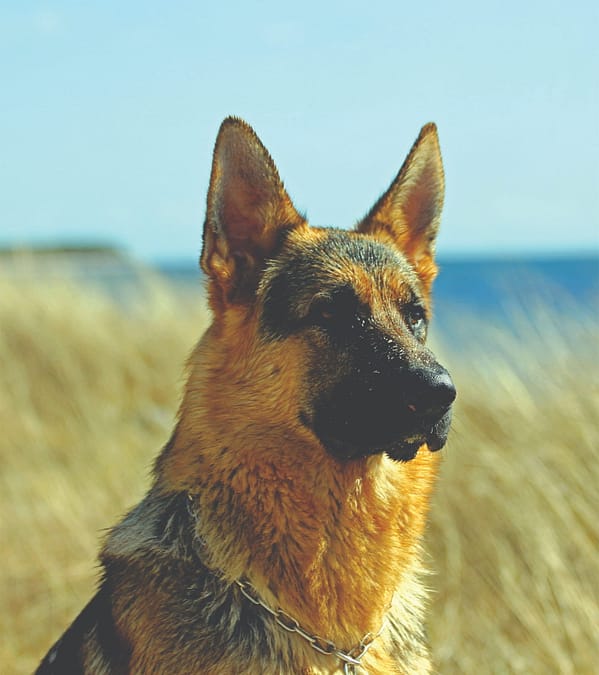 German Shepherd