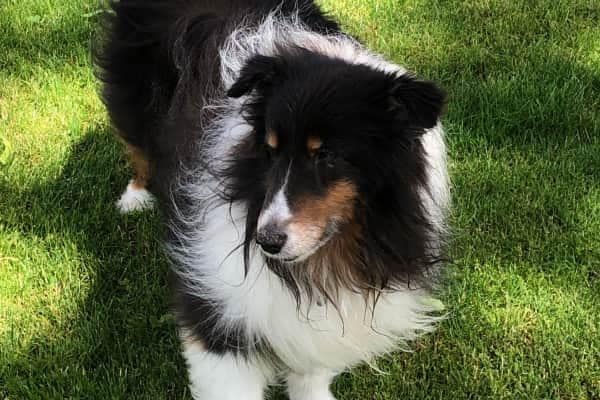 Shetland Sheepdog, house sitting in Toronto