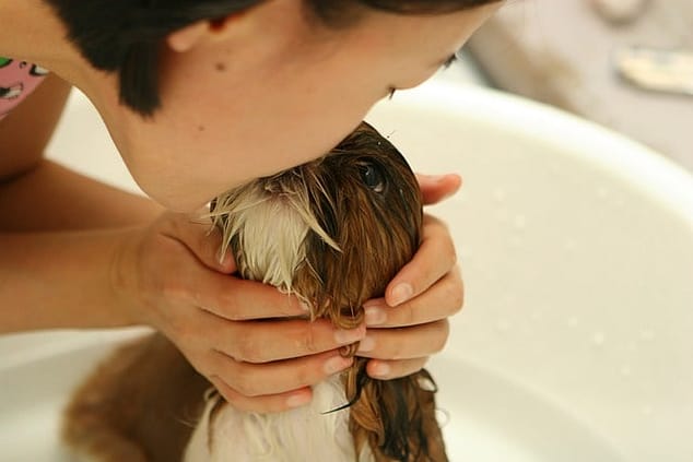 Bathing puppy grooming dogs