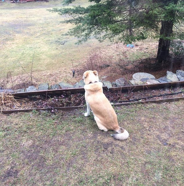 dog looking over hill, house sitting in Quesbec