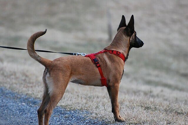 Photo by: https://pixabay.com/users/edwinheidt-18583124/?utm_source=link-attribution&utm_medium=referral&utm_campaign=image&utm_content=5971244 leash, harness, walking pets