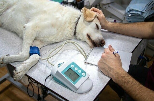 vet, pet injuries, dog on table