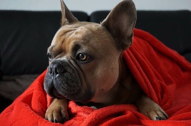 dog, blanket, pet separation anxiety