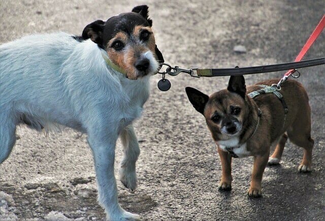 walking pets in the rain, two dogs