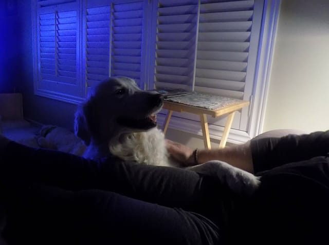 Man petting a dog, house sitting