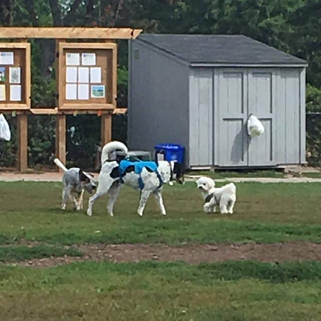 dogs playing in a park, house sitting