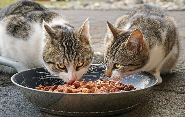 cats, wet food, kidney infections in cats