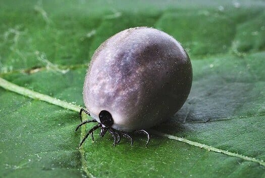 fleas and ticks, Lyme Disease